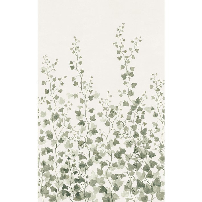 Ivy